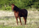 Horse, Grand Cayman